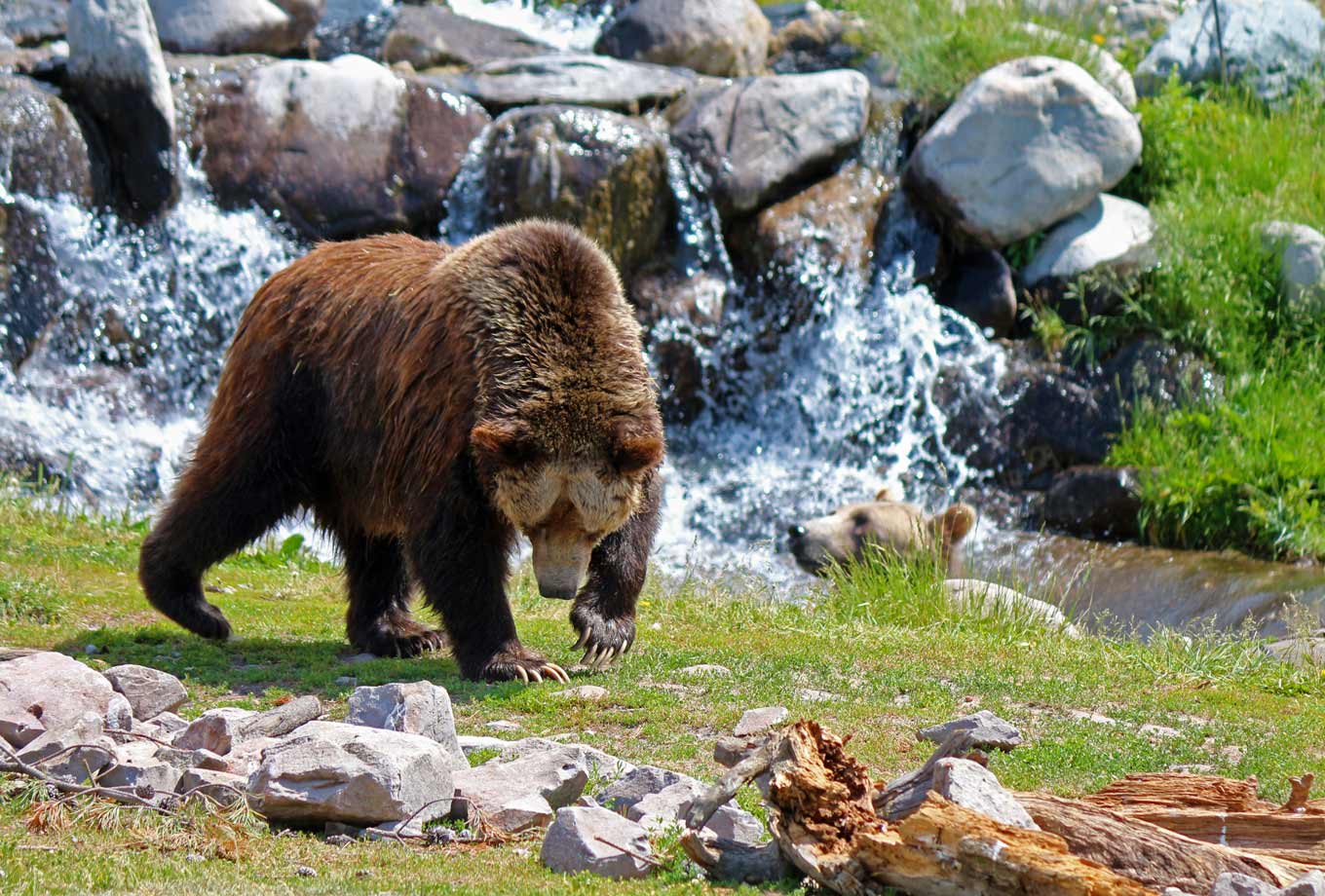 Grizzly bears in Yellowstone National Park